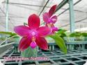 P. Yaphon Sensational